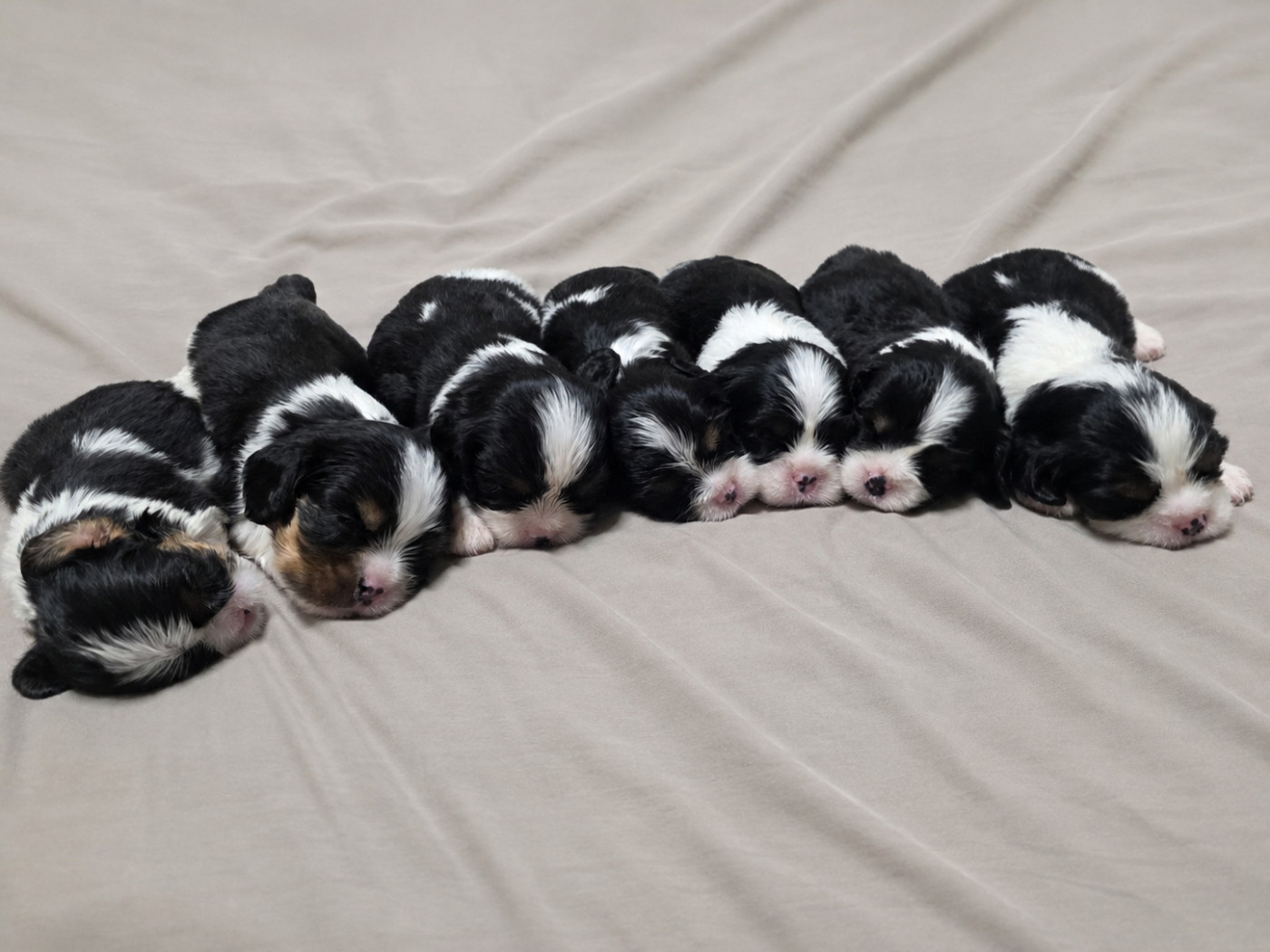Chiot Cavalier King Charles Spaniel du Domaine des Airaudes