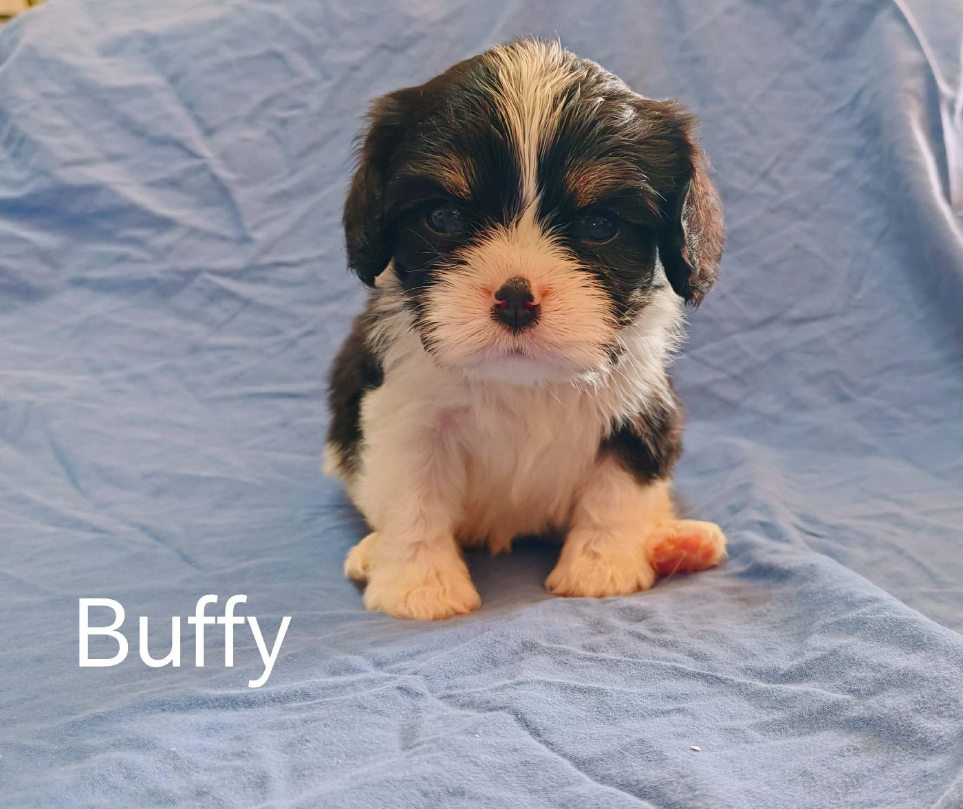 du Domaine des Airaudes - Chiots disponibles - Cavalier King Charles Spaniel