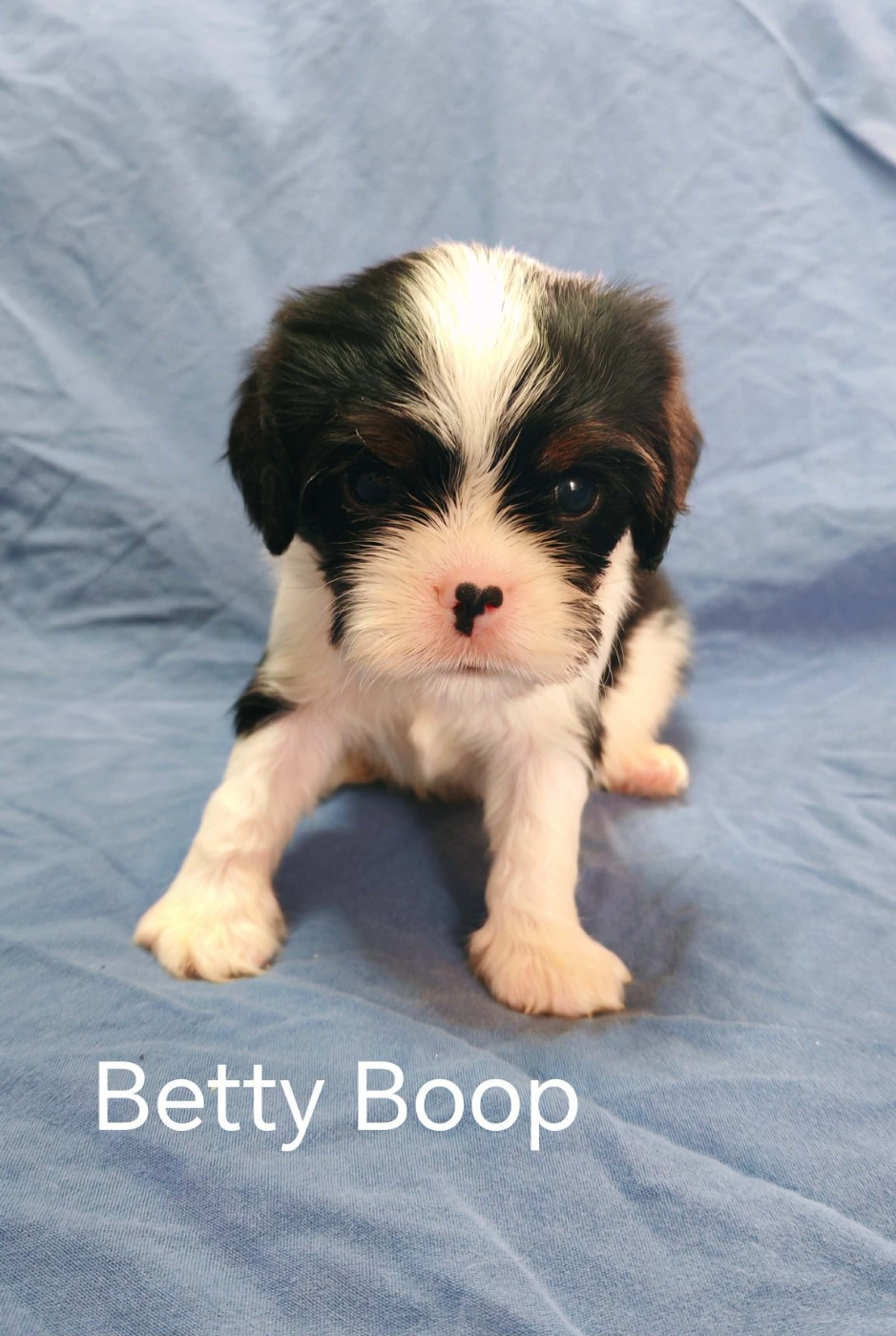 du Domaine des Airaudes - Chiots disponibles - Cavalier King Charles Spaniel