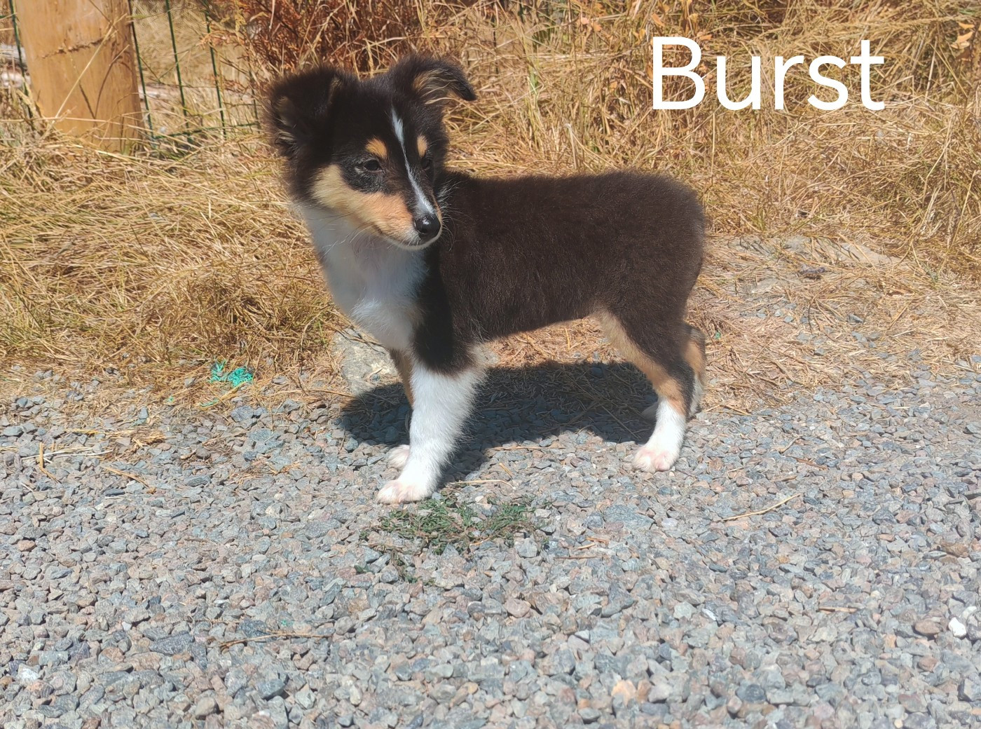 du Domaine des Airaudes - Chiots disponibles - Shetland Sheepdog