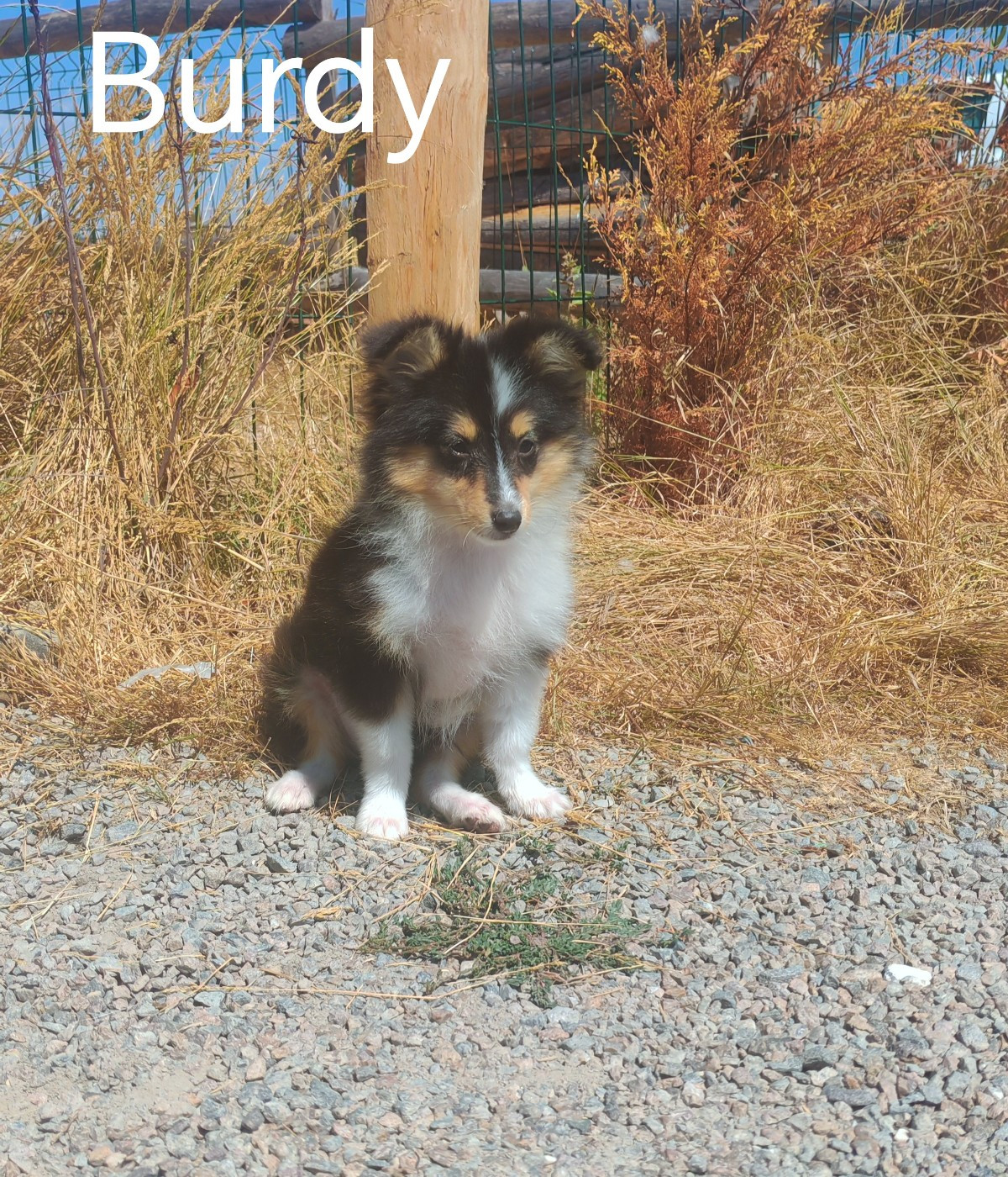 du Domaine des Airaudes - Chiots disponibles - Shetland Sheepdog
