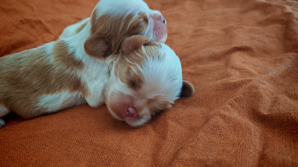 du Domaine des Airaudes - Chiots disponibles - Cavalier King Charles Spaniel