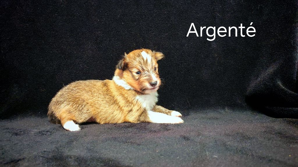 du Domaine des Airaudes - Chiots disponibles - Shetland Sheepdog