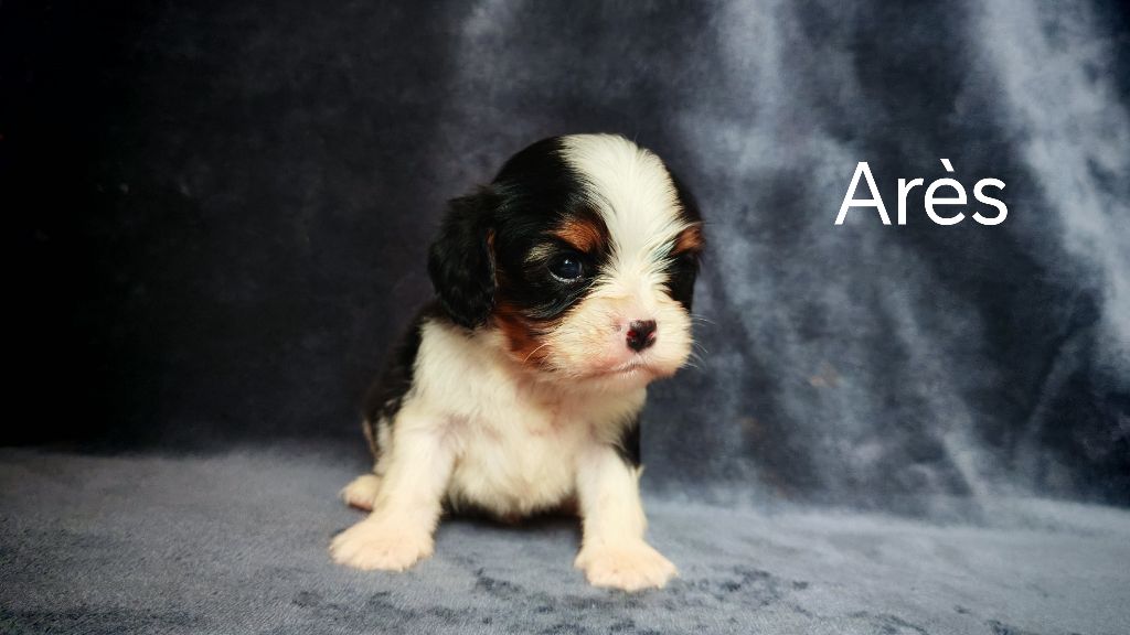 du Domaine des Airaudes - Chiots disponibles - Cavalier King Charles Spaniel