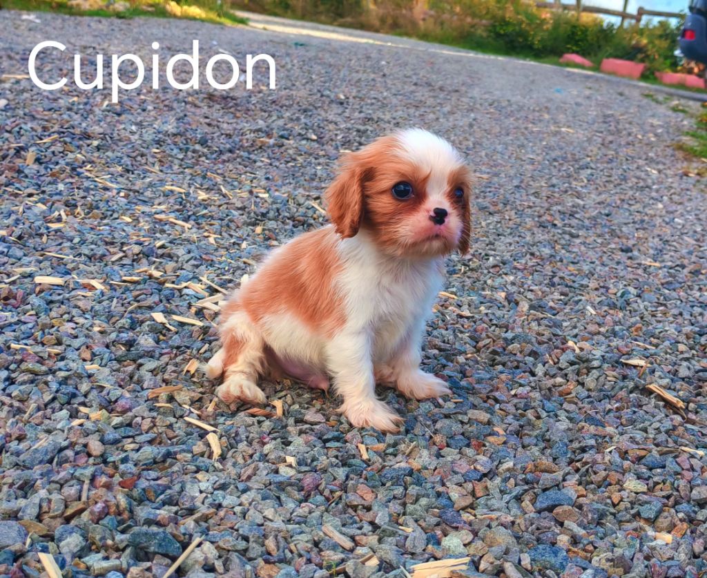 du Domaine des Airaudes - Chiots disponibles - Cavalier King Charles Spaniel