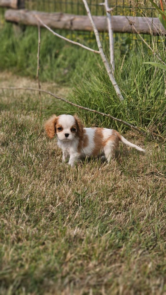 du Domaine des Airaudes - Chiots disponibles - Cavalier King Charles Spaniel