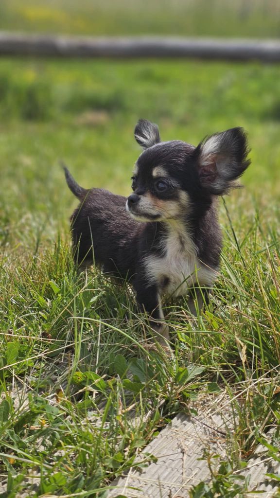 du Domaine des Airaudes - Chiots disponibles - Chihuahua