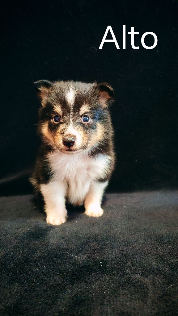 du Domaine des Airaudes - Chiots disponibles - Shetland Sheepdog