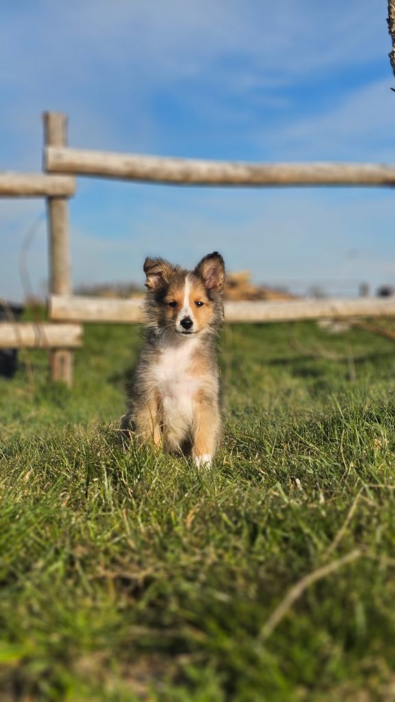 du Domaine des Airaudes - Chiots disponibles - Shetland Sheepdog