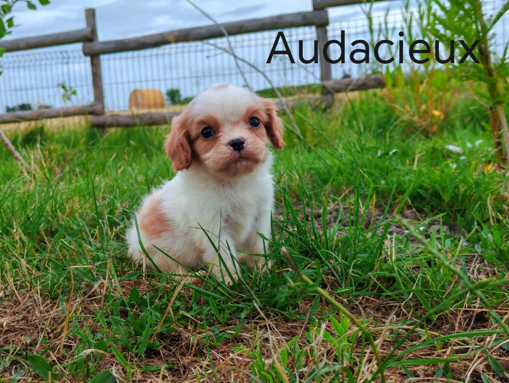 du Domaine des Airaudes - Chiots disponibles - Cavalier King Charles Spaniel