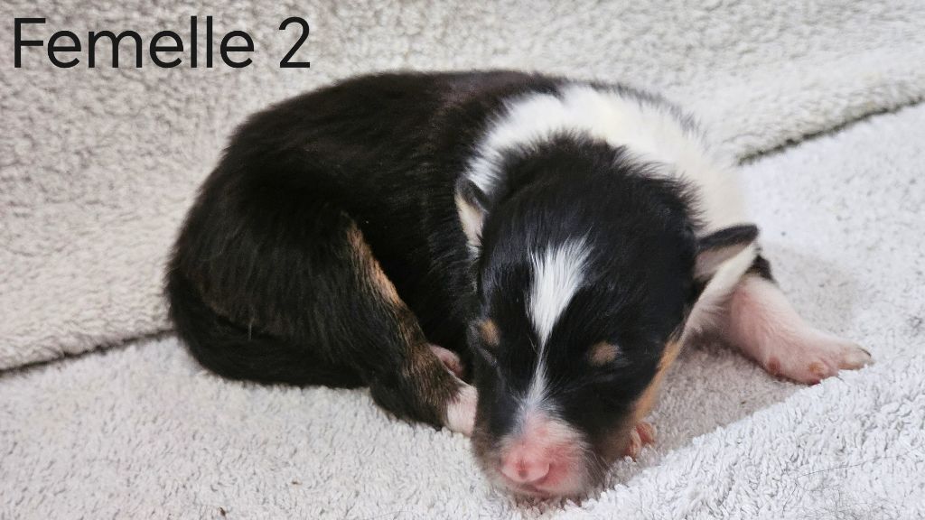 du Domaine des Airaudes - Chiots disponibles - Shetland Sheepdog