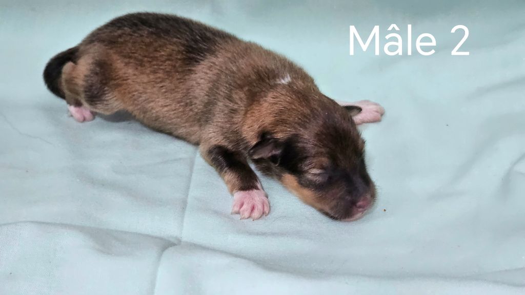 du Domaine des Airaudes - Chiots disponibles - Shetland Sheepdog