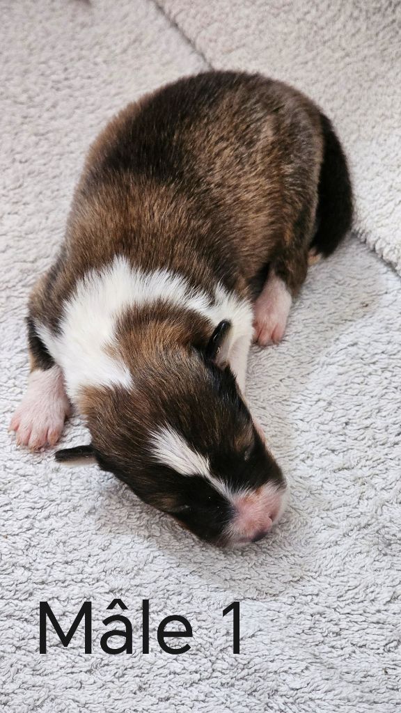 du Domaine des Airaudes - Chiots disponibles - Shetland Sheepdog