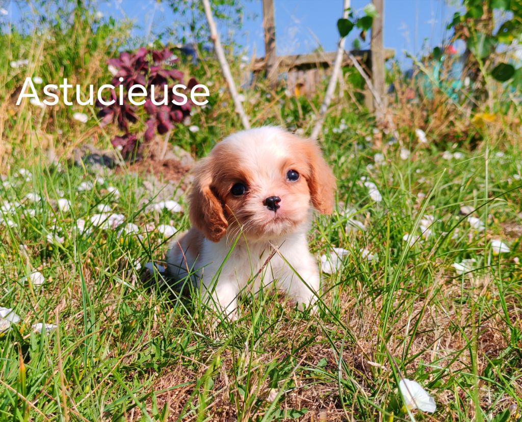 du Domaine des Airaudes - Chiots disponibles - Cavalier King Charles Spaniel