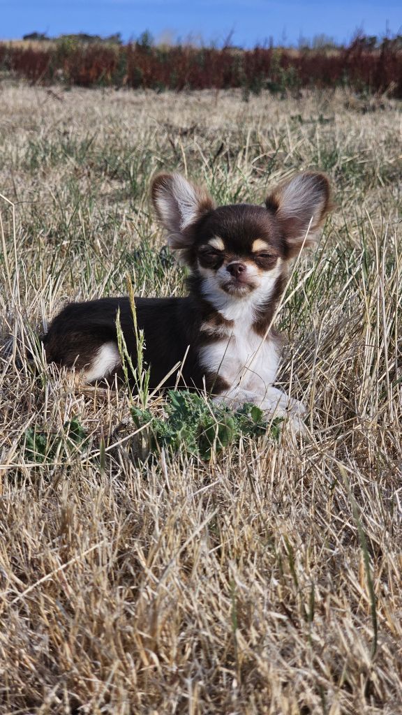 du Domaine des Airaudes - Chiots disponibles - Chihuahua