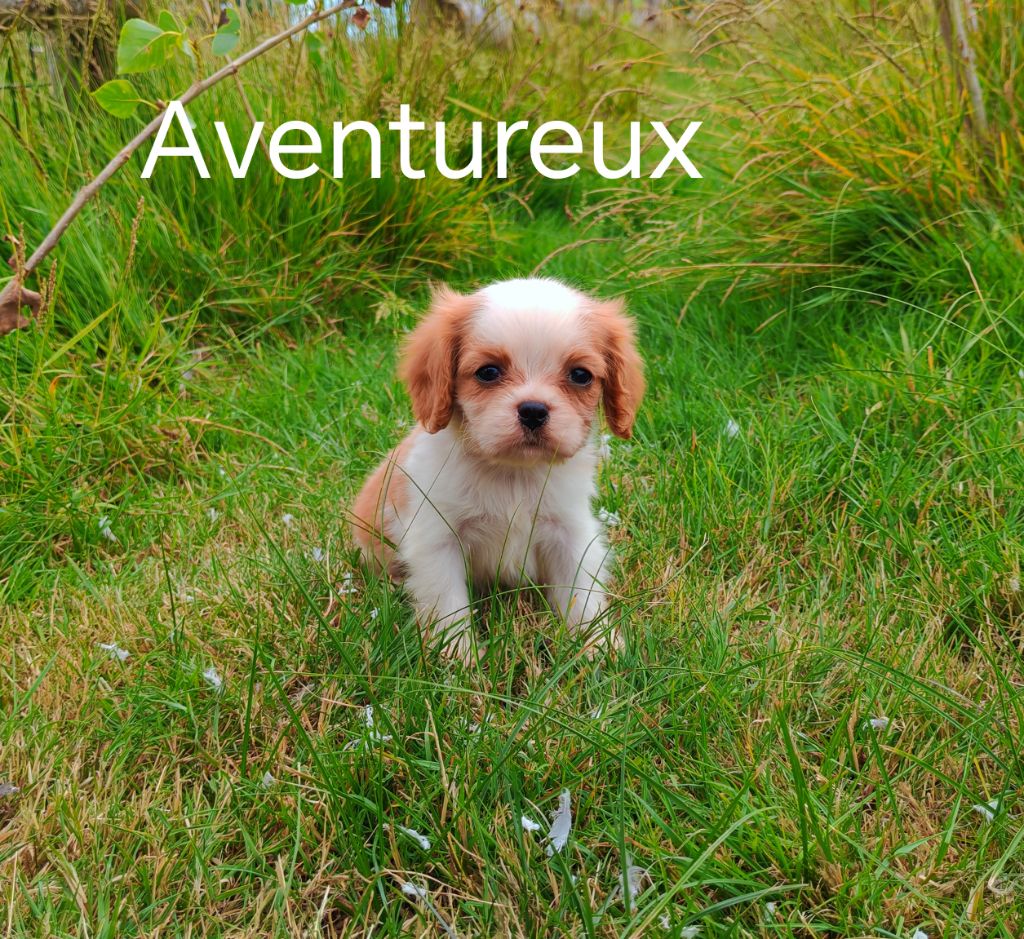 du Domaine des Airaudes - Chiots disponibles - Cavalier King Charles Spaniel