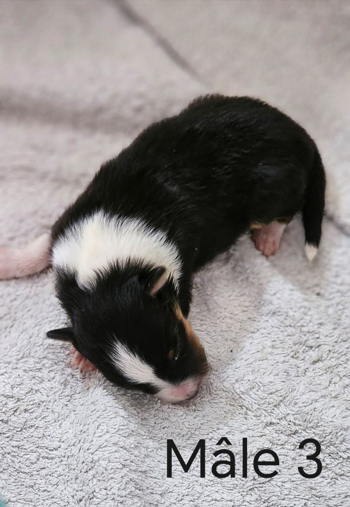 du Domaine des Airaudes - Chiots disponibles - Shetland Sheepdog