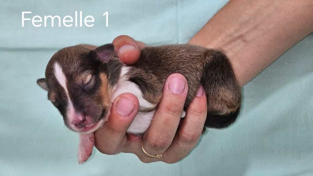du Domaine des Airaudes - Chiots disponibles - Shetland Sheepdog