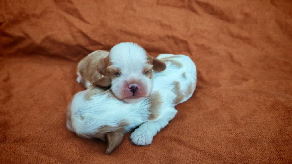 du Domaine des Airaudes - Chiots disponibles - Cavalier King Charles Spaniel