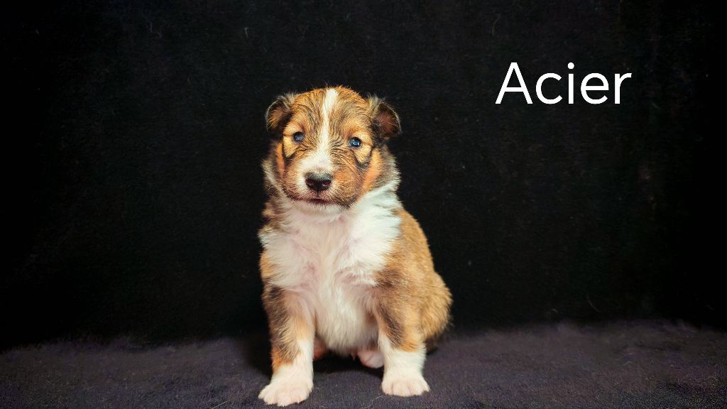 du Domaine des Airaudes - Chiots disponibles - Shetland Sheepdog