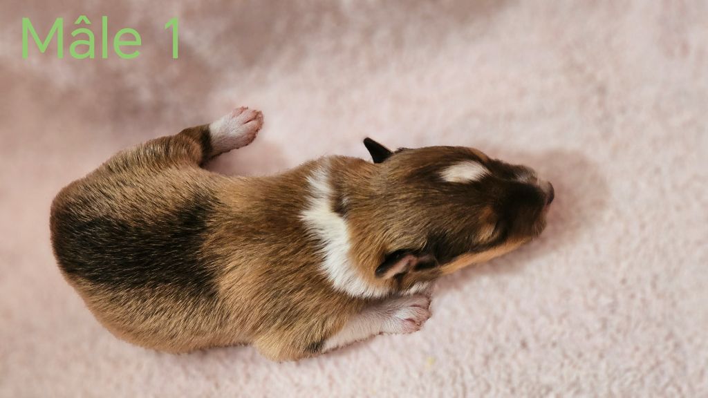 du Domaine des Airaudes - Chiots disponibles - Shetland Sheepdog