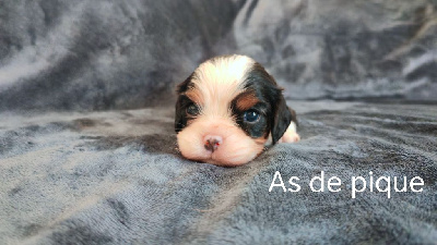 CHIOT 2