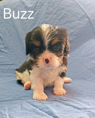 Buzz