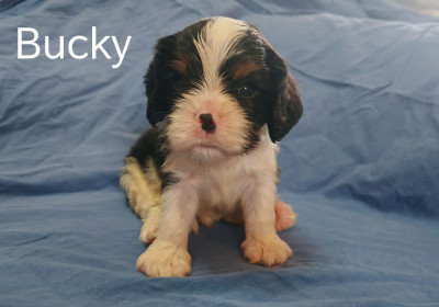 Bucky