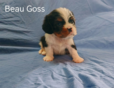 Beau gosse