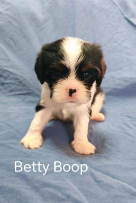 Chiot N°6