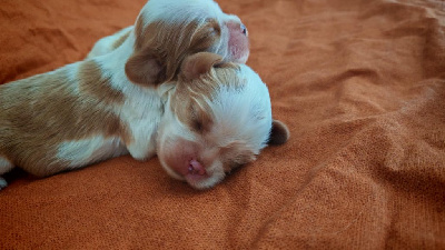 CHIOT 1