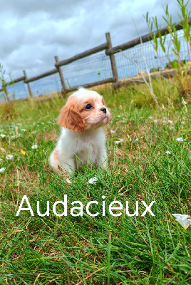 Audacieux 