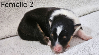 Femelle 2