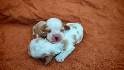 CHIOT 2