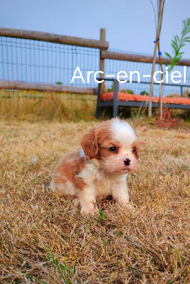 Arc en ciel 