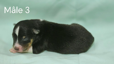 Mâle 3