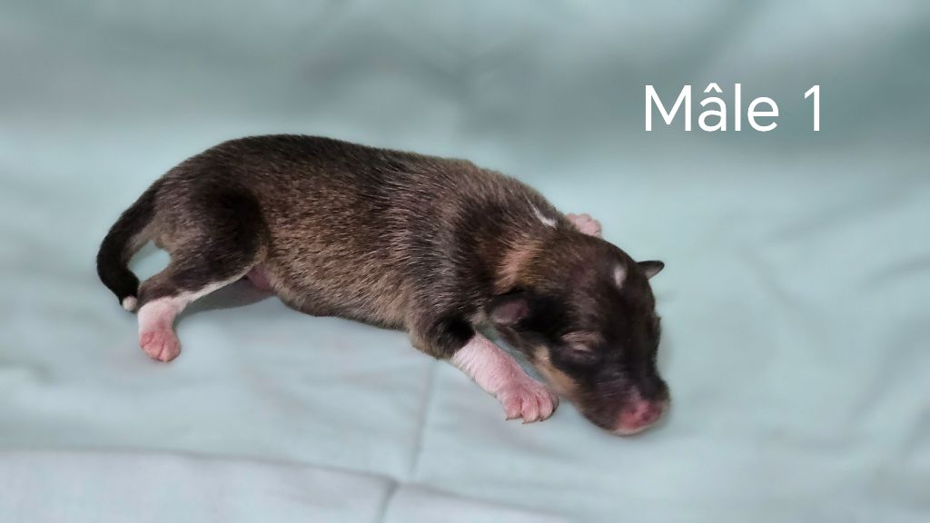 du Domaine des Airaudes - Chiots disponibles - Shetland Sheepdog
