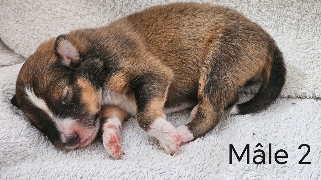 du Domaine des Airaudes - Chiots disponibles - Shetland Sheepdog