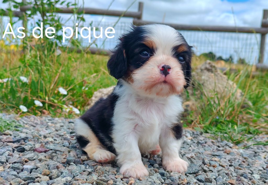 du Domaine des Airaudes - Chiots disponibles - Cavalier King Charles Spaniel