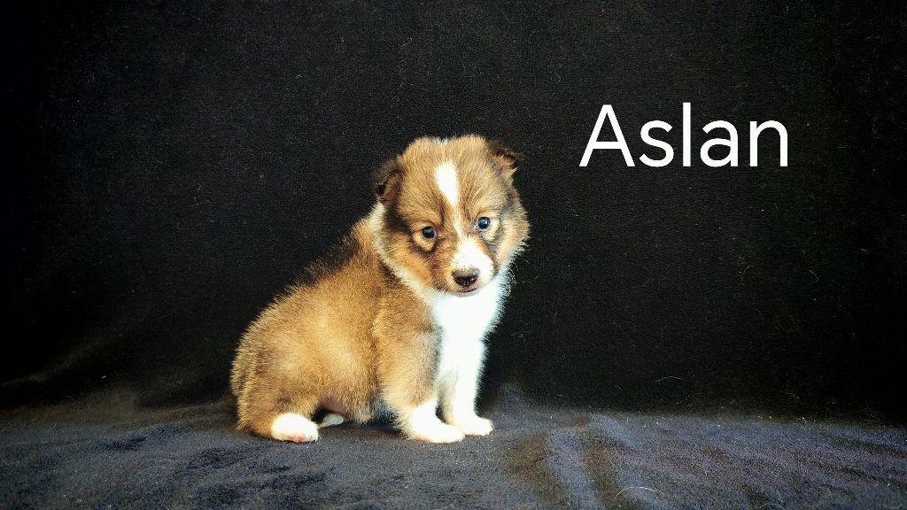 du Domaine des Airaudes - Chiots disponibles - Shetland Sheepdog