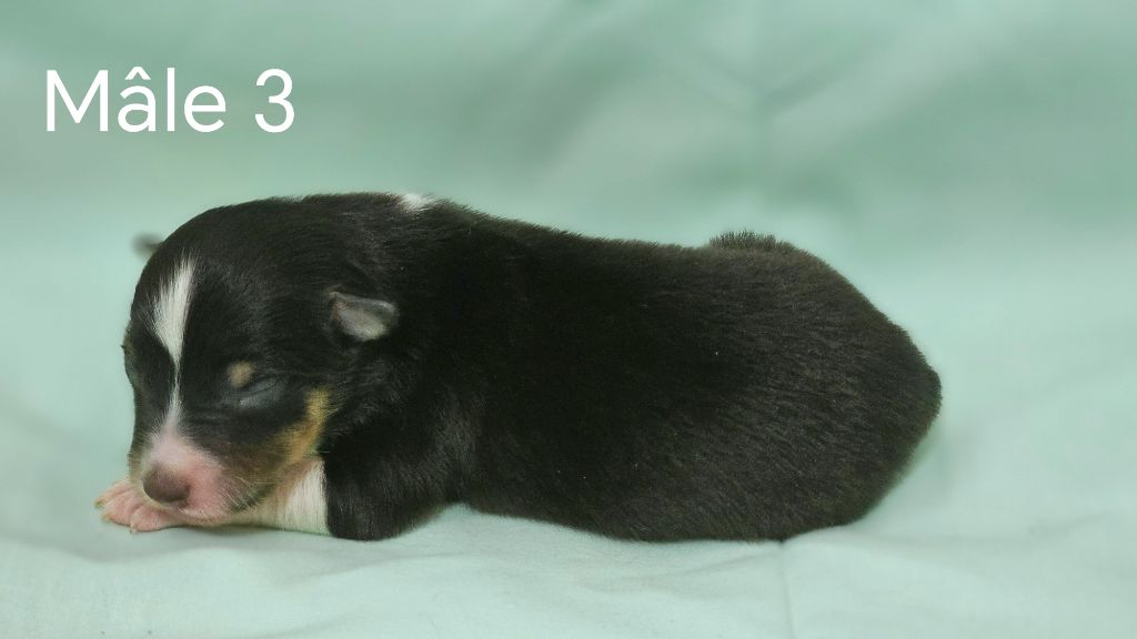 du Domaine des Airaudes - Chiots disponibles - Shetland Sheepdog