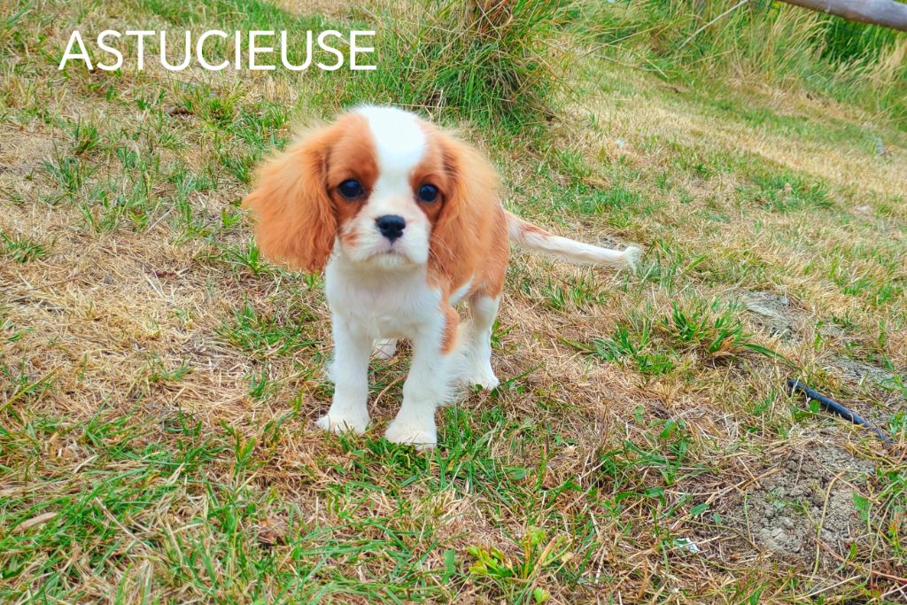 du Domaine des Airaudes - Chiots disponibles - Cavalier King Charles Spaniel