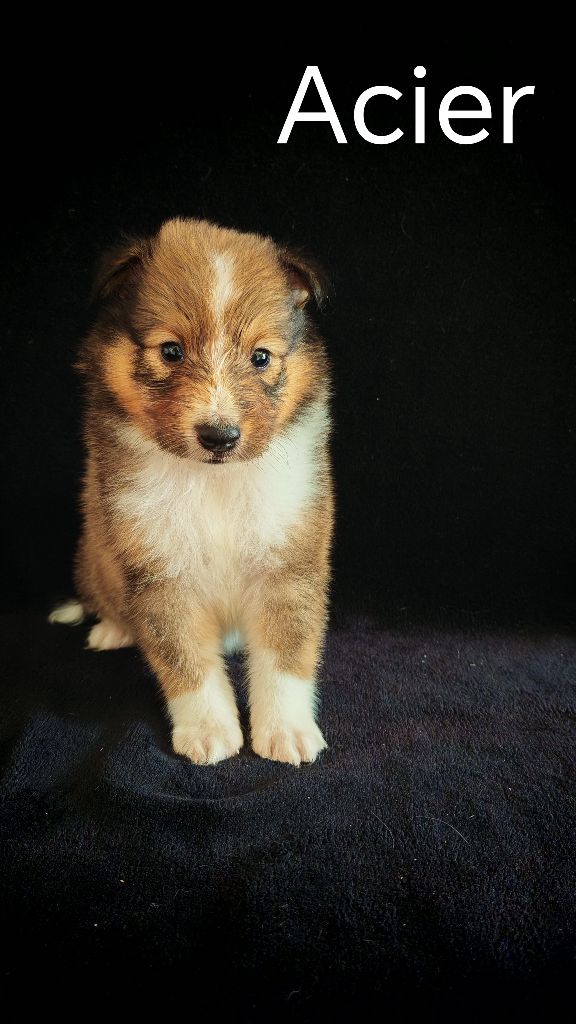 du Domaine des Airaudes - Chiots disponibles - Shetland Sheepdog