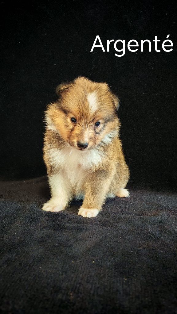 du Domaine des Airaudes - Chiots disponibles - Shetland Sheepdog
